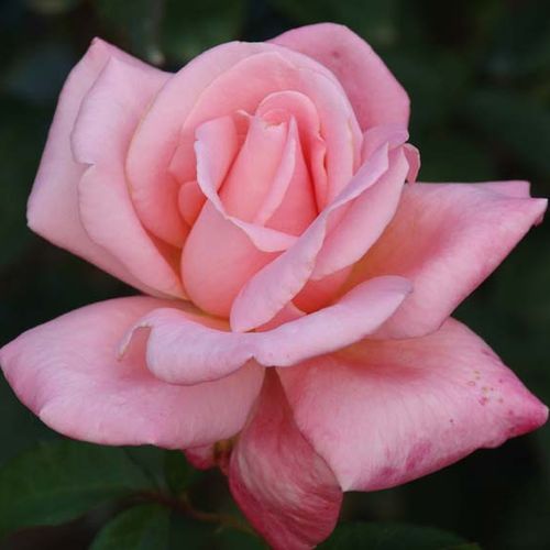 Rosa  Cosmopolitan™ - růžová - Stromkové růže s květmi čajohybridů - stromková růže s rovnými stonky v koruně